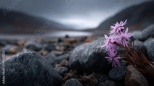 Fototapeta cluster of delicate flowers surrounded by tundra rock