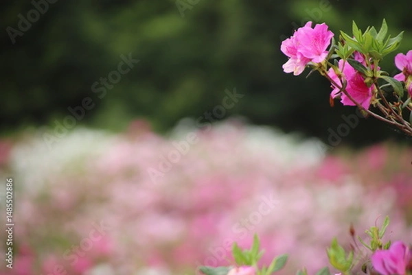 Fototapeta ツツジの花