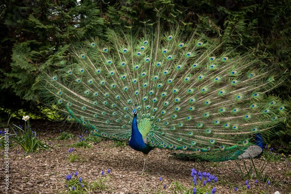 Obraz Paon bleu qui ouvre sa roue de plume dans un parc, il marche sur l'herbe