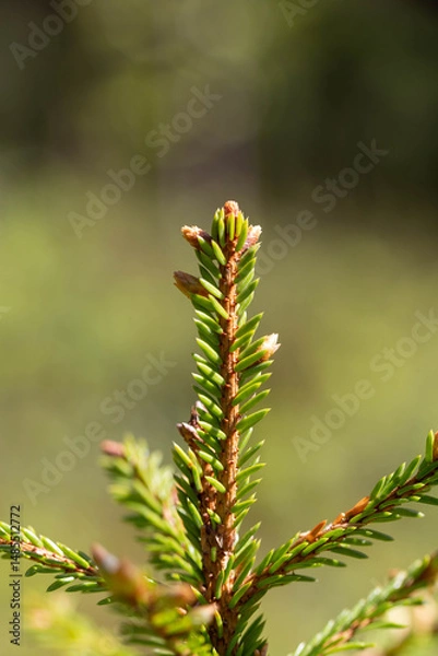 Fototapeta Close-up young spruce shoot with fresh green needles on blurred background, natural spring forest detail, botanical vertical layout for banner, packaging, calm nature and seasonal renewal theme