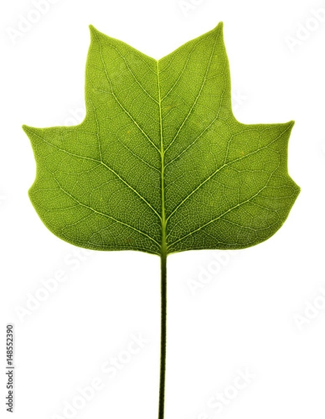 Obraz Liriodendron tulipifera