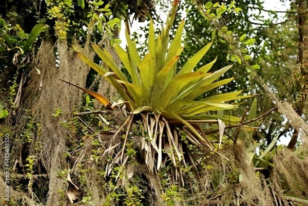 Obraz Lush tropical plants hanging from a large tree, highlighted by a bromeliad. Gray lichens in long threads.