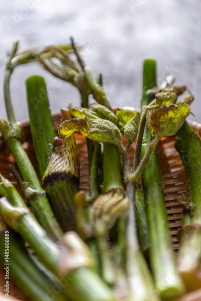 Obraz 春の山菜　ウド