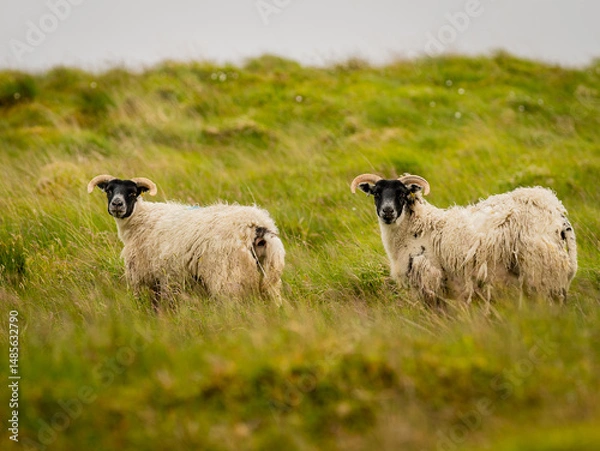 Obraz Pair of black faced sheep grazing in the grassy meadow