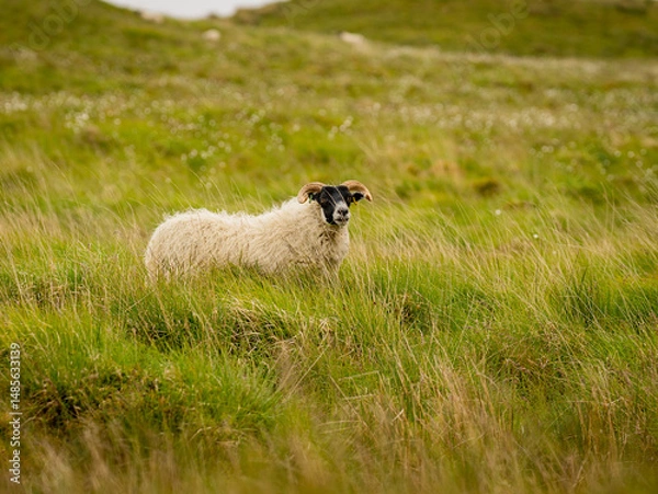 Obraz Black faced sheep grazing in the grassy meadow, looking onto the camera