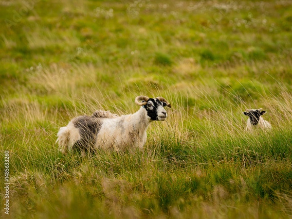 Obraz Ewe and her lamb grazing in the grassy meadow, black faced sheep looking into the camera from tall grass, mother and baby sheep