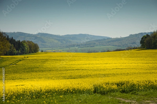 Obraz Rape Field at Lower Silesia, Poland