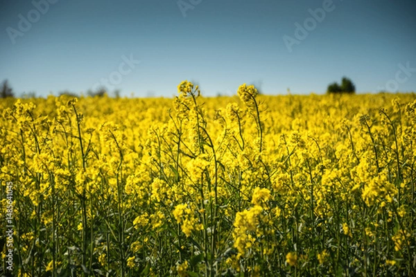 Fototapeta Rape Field at Lower Silesia, Poland
