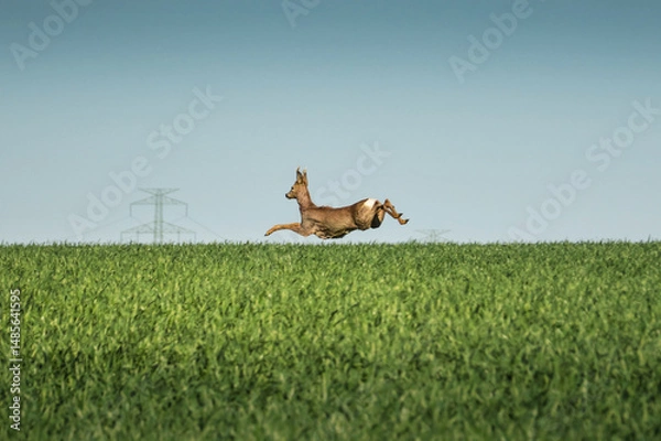 Fototapeta Young deer jumping in the field