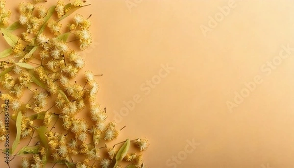 Fototapeta Dried linden blossoms on a soft pastel wheat-colored surface, gently curved one side