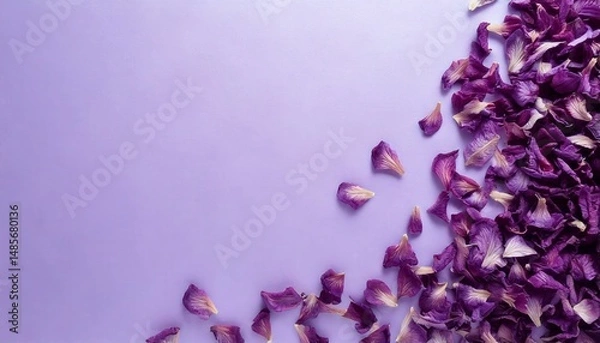 Fototapeta Dried violet petals on a pale lavender pastel surface with elegant top view styling