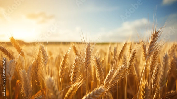 Obraz Wheat field farm background.