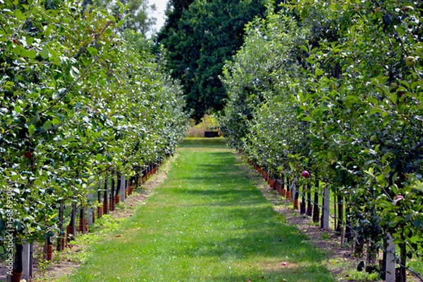 Obraz Fruit trees in an orchard. Orchard irrigation system.  Drip irrigation of fruit trees. Springscene in blooming orchard. Gardening and agricultural concept