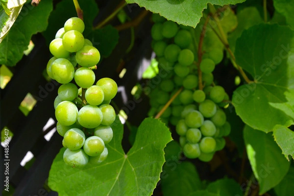 Obraz Vitis vinifera, the common grape vine. Grape is a fruit (botanically a berry), of the deciduous woody vines of the flowering plant genus Vitis