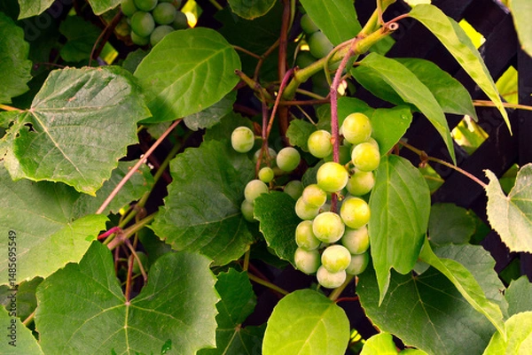 Obraz Vitis vinifera, the common grape vine. Grape is a fruit (botanically a berry), of the deciduous woody vines of the flowering plant genus Vitis