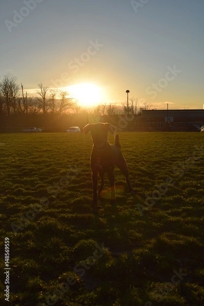 Obraz Dog at sunset 2