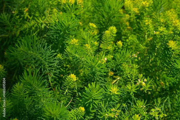 Obraz Euphorbia cyparissias, the cypress spurge