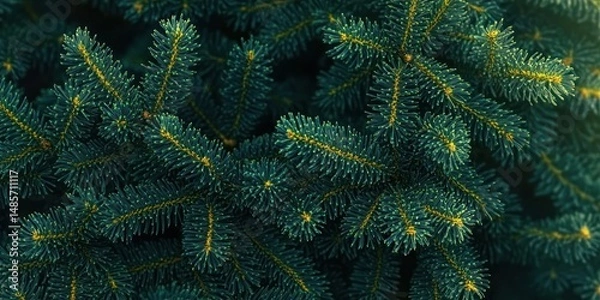Fototapeta Close-up view of lush evergreen tree branches with dense, dark green needles and fresh yellow new growth tips, evoking a sense of natural freshness and vitality