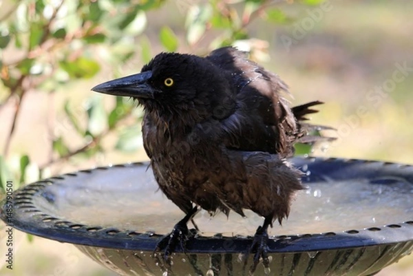 Fototapeta Close-up of wild Grey Currawong (Strepera versicolor) after bathing, South Australia