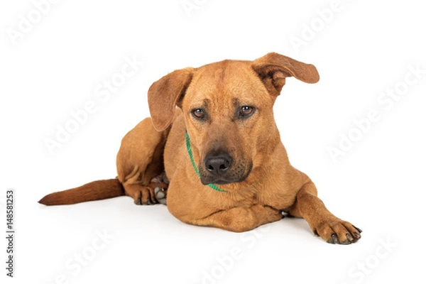 Obraz Labrador Rhodesian Ridgeback Dog Lying Down