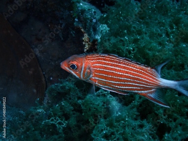 Obraz イットウダイ科 ニジエビス(Soldierfish Crown squirrelfish )