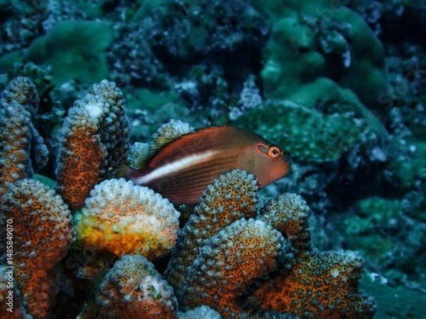 Obraz メガネゴンベ(Arc-eye hawkfish)