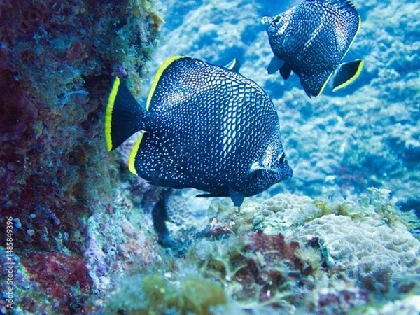 Obraz ユウゼン(Wrought iron butterflyfish)