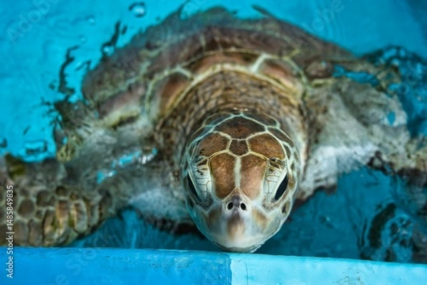 Obraz 水から顔を出すウミガメ（アオウミガメ）