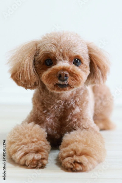 Fototapeta 伏せをするトイ・プードル
