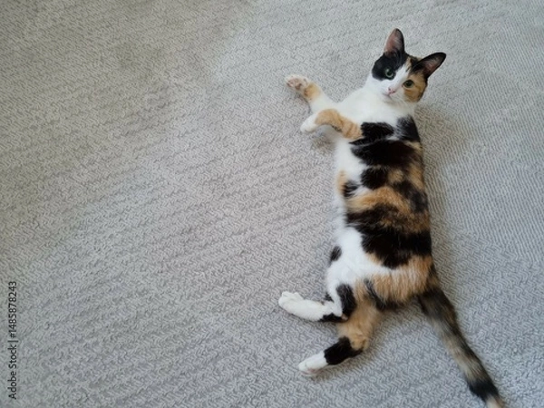 Obraz Beautiful domestic cat lying on grey carpet