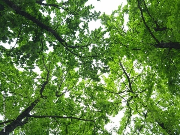 Obraz Tall oak trees with green leaves. View of branches with lush foliage in spring. Oak trees in the park in spring. Tops of oak trees