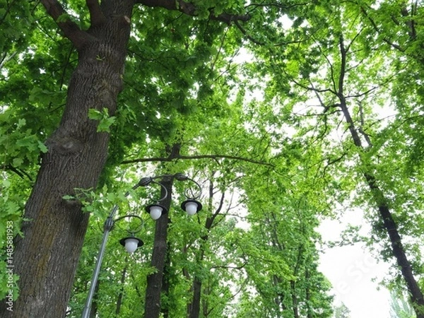 Obraz Street lamp among tall oak trees. Lush foliage on oak trees