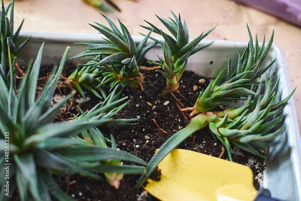 Fototapeta Spring replanting of indoor flowers. Replanting of Haworthiopsis - Haworthia Fasciata or Zebra Aloe plant, separation of new shoots.