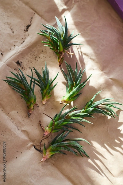 Fototapeta Spring replanting of indoor flowers. Replanting of Haworthiopsis - Haworthia Fasciata or Zebra Aloe plant, separation of new shoots.