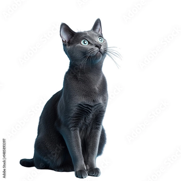 Fototapeta A detailed illustration of a gray cat sitting upright, gazing upward with alert eyes and a focused expression. isolated on white background and transparent background