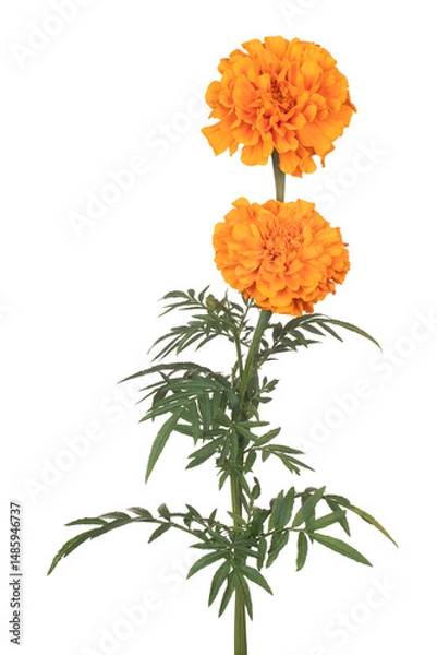 Obraz French marigold flower isolated