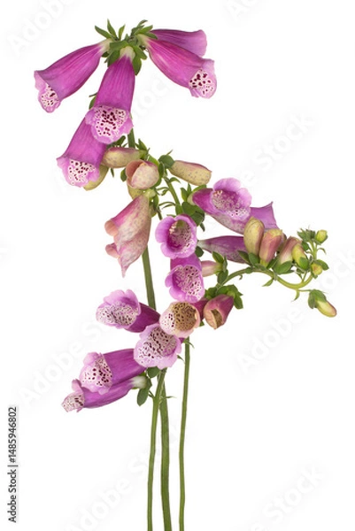 Obraz foxglove flower isolated