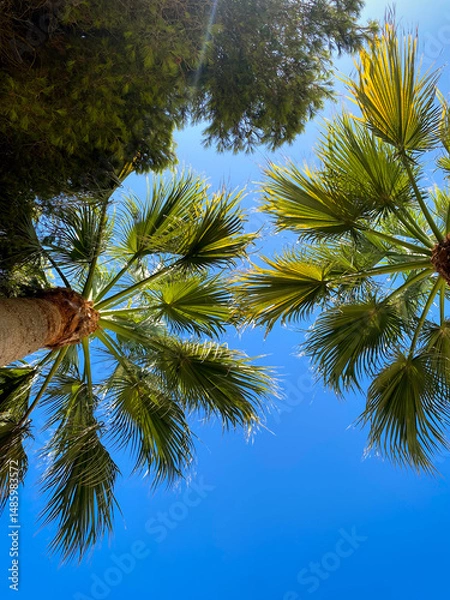 Fototapeta Palm Trees in the Summer Sun Viewed from Below