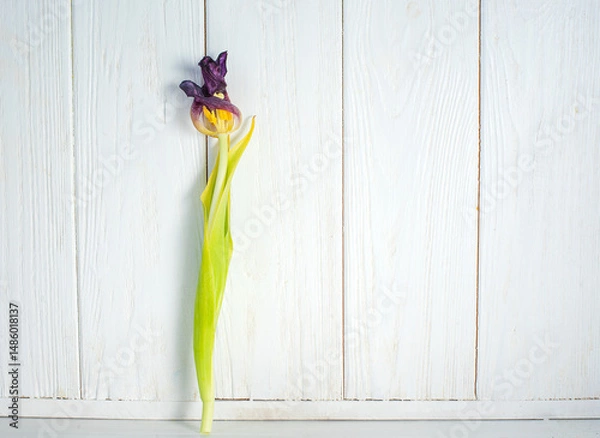 Fototapeta Withered tulipon white wooden background. Symbol of fading beauty, emotional decay and passage of time. Conceptual image.