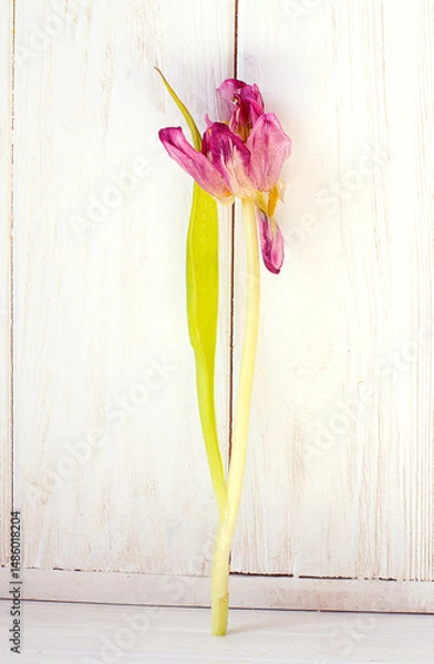 Fototapeta Withered tulipon white wooden background. Symbol of fading beauty, emotional decay and passage of time. Conceptual image.