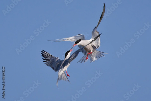 Fototapeta common tern pair in flight