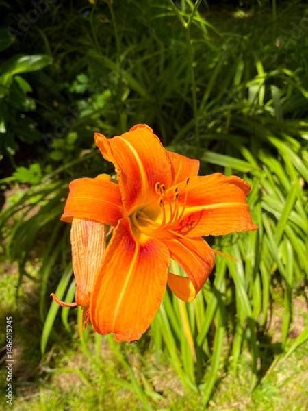 Fototapeta Orange Lily in Full Sunlight with Greenery Background