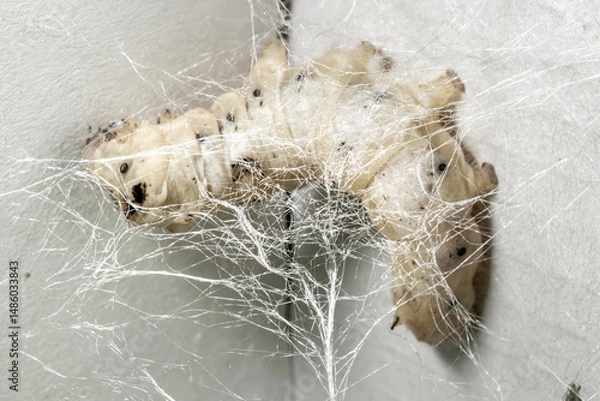 Obraz The Silkworm That Weaves Silk Webs