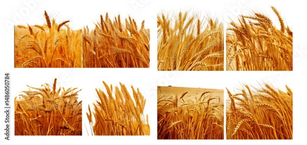 Fototapeta Golden Wheat Fields Under Bright Sky with Soft Breeze Flowing, Isolated on Transparent, white background
