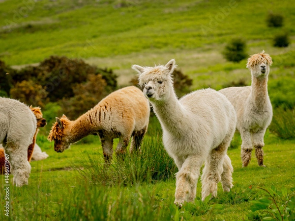 Obraz Group of various colours alpacas grazing together in the meadow surrounded by lovely landscape enjoying the nice weather. Alpacas are known for animal-assisted therapy or pet therapy.