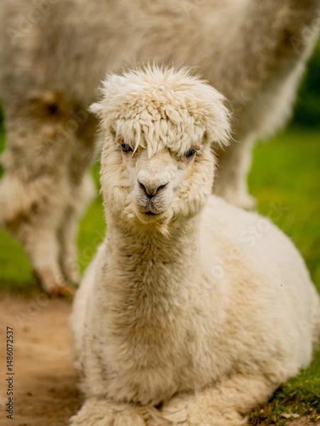 Obraz Alpaca laying down in the sand, white alpaca enjoying a sand bath during nice and sunny day.