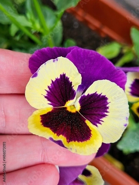 Fototapeta Pansies blooming summer garden closeup. purple yellow pansies in springtime blossom