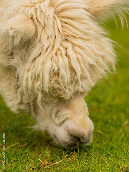 Obraz Closeup of white alpaca head during grazing on grass. Alpaca bent over to the ground to eat greenery in the meadow. Fluffy head almost makes you want to pet him.