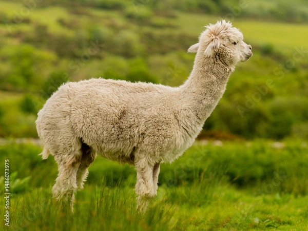 Obraz Creamy colour alpaca standing in the meadow surrounded by hills and trees. Freely grazing animal enjoying the weather and looking around. Alpacas are known for animal-assisted therapy or pet therapy