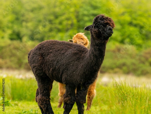 Obraz Dark brown alpaca standing in front of another one, chocolate brown alpaca surrounded by vast greenery of a Galloway landscape